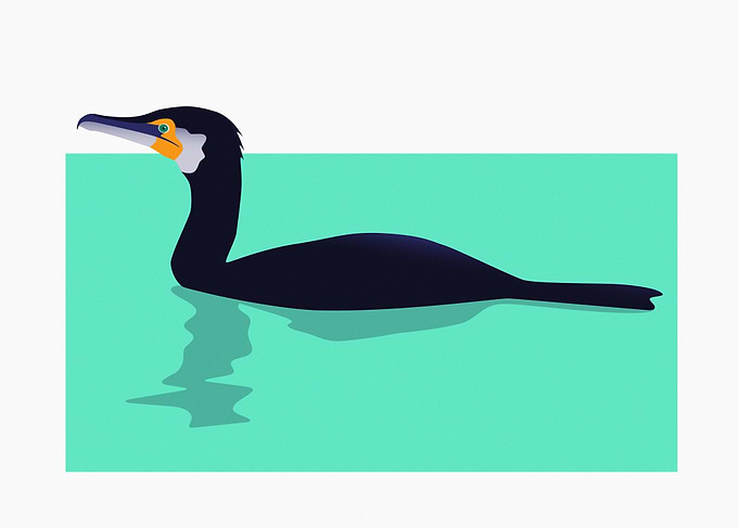 Great Cormorant in Water