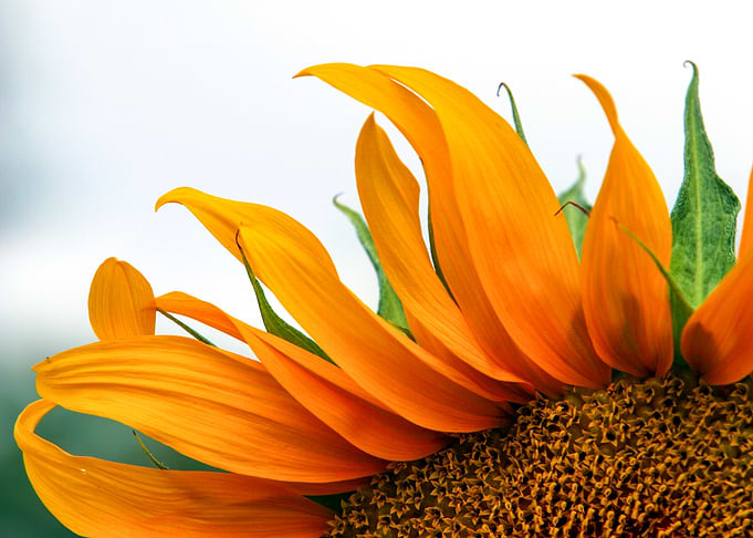 Close-up of a Vibrant Sunflower