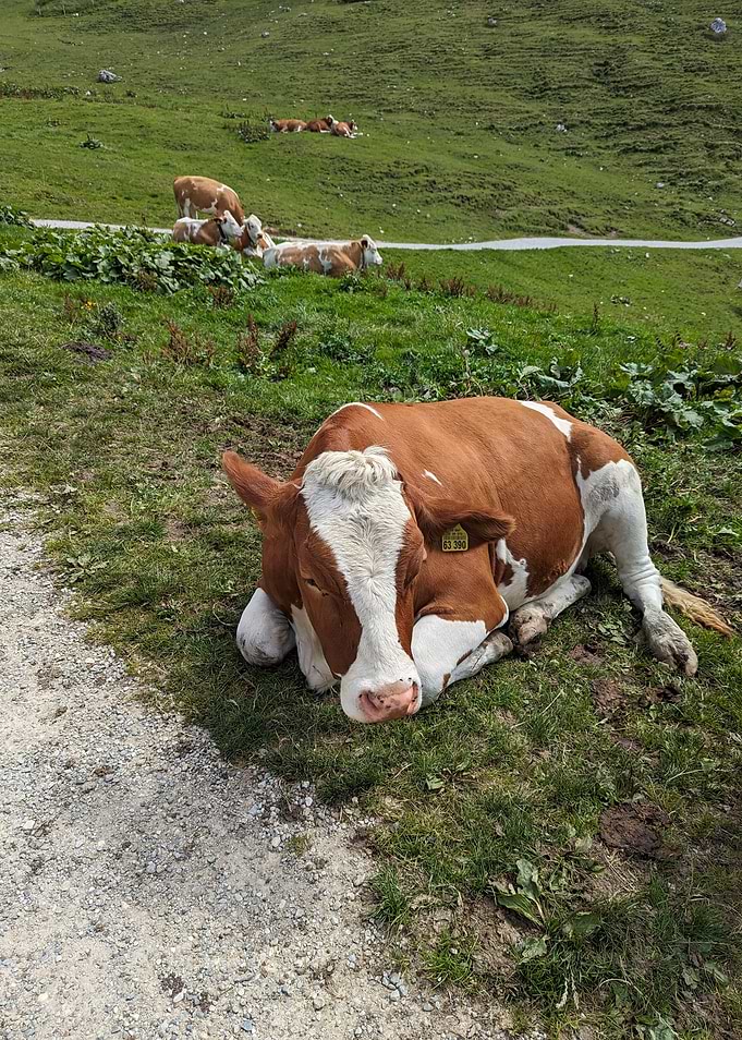 Resting Cow in Grassy Field