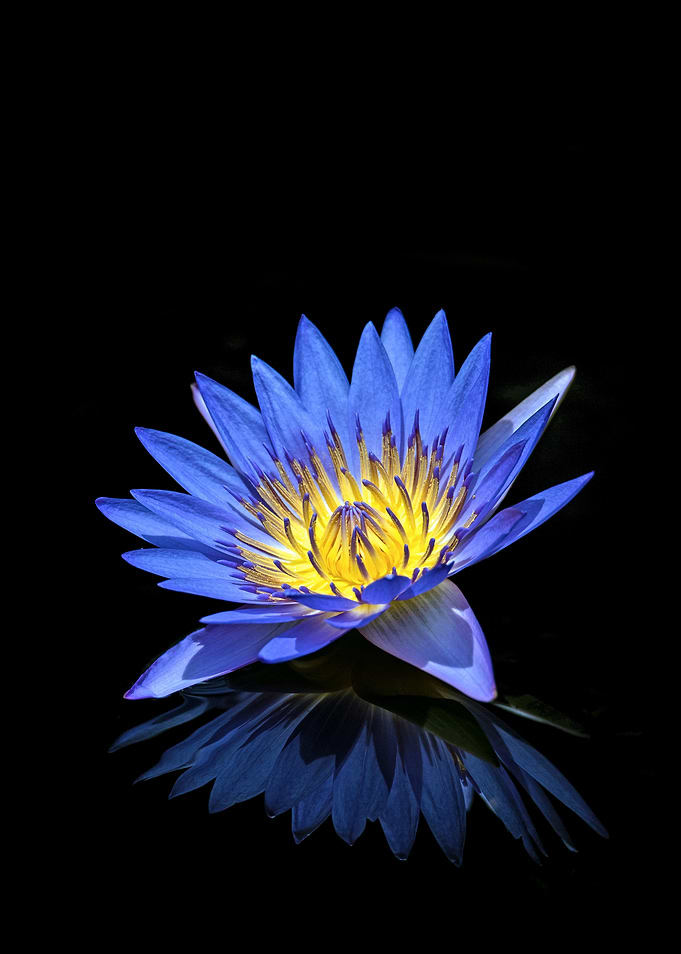 Blue Lotus Flower
