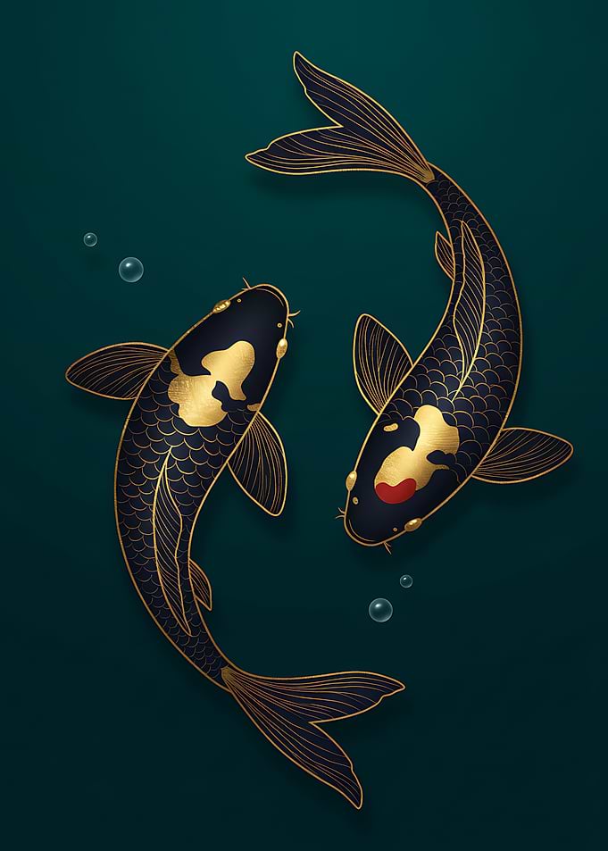 Elegant Koi Fish