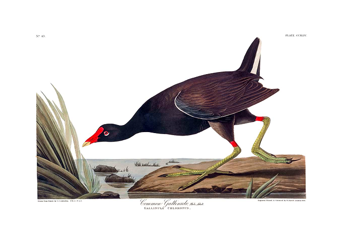 The Birds of America - Common Gallinule