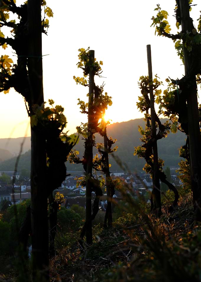 Vineyard at Sunset