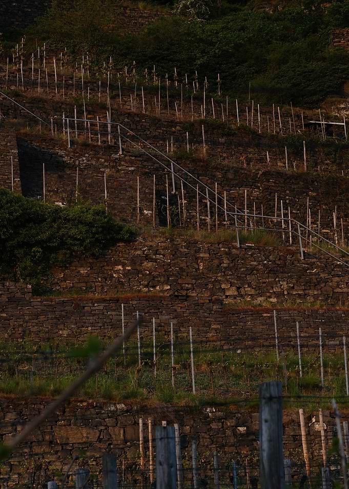 Vineyard Terraces