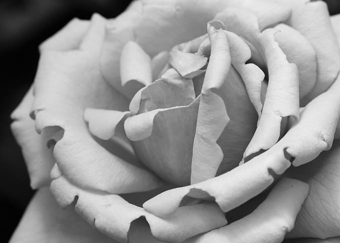Monochrome Rose Blossom Close-Up