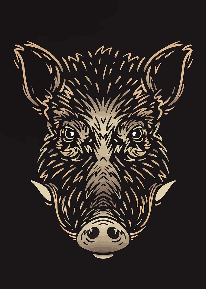 Boar Head Illustration on Black Background