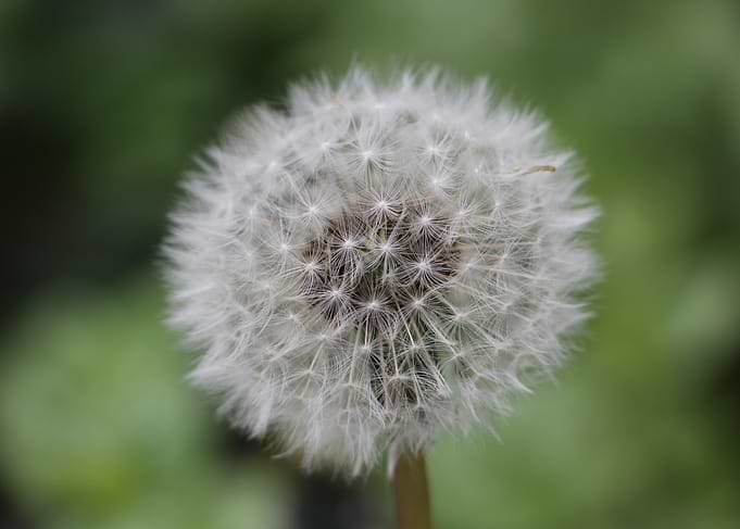 Dandelion Seed Head Close-Up