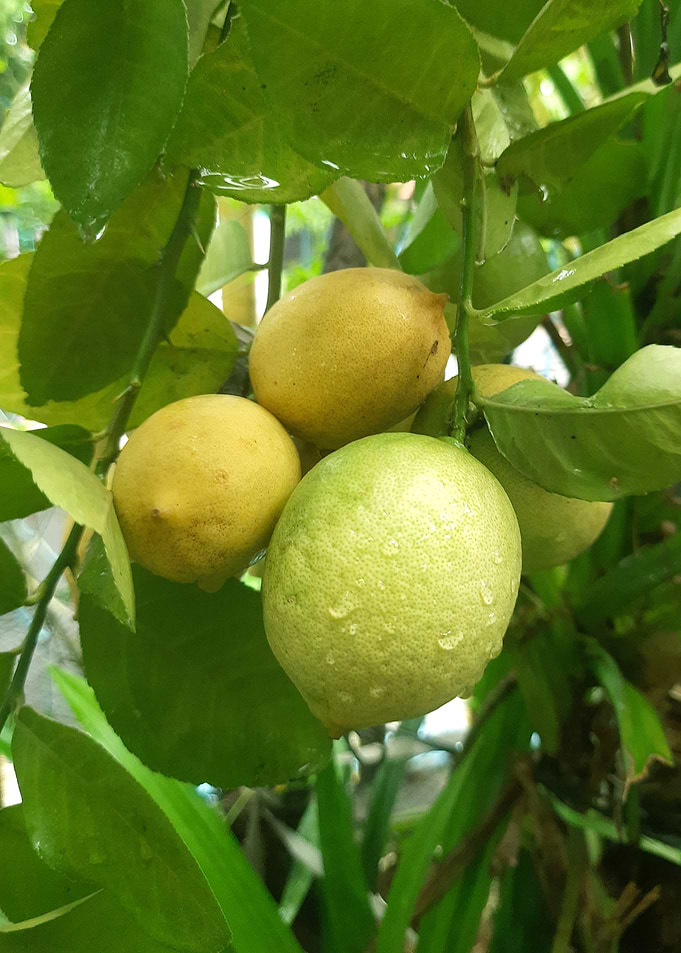 Fresh Lemons on the Tree