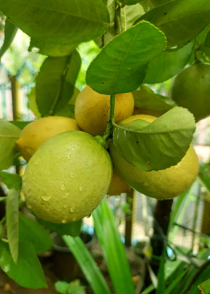 Fresh Lemons on the Tree