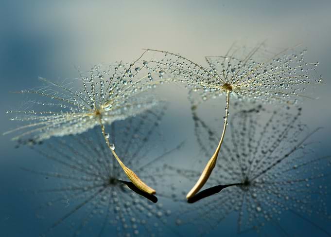 Dandelion seeds with water droplets