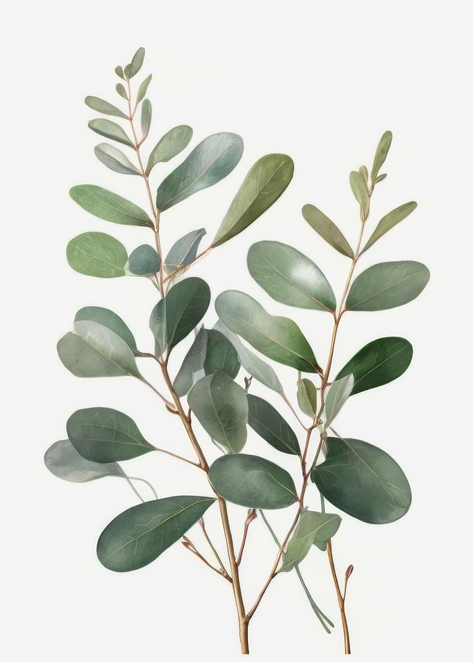 Eucalyptus Branch Watercolor