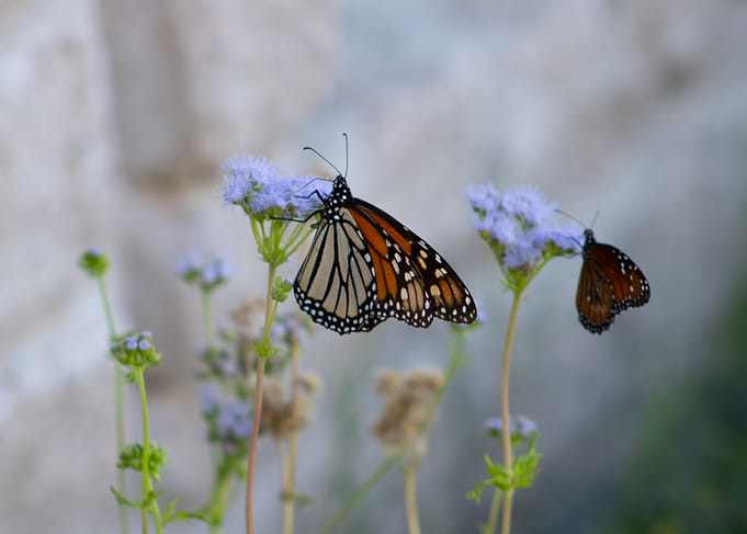Monarch Butterflies on Blue Flowers