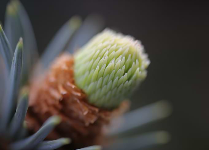 Macro shot of a pine bud