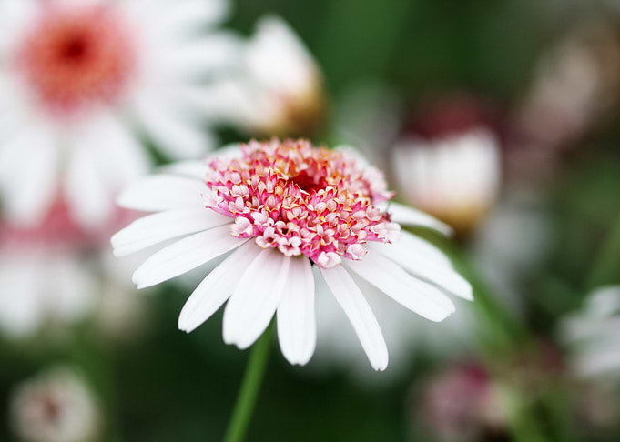 White and Pink Daisy Close-Up