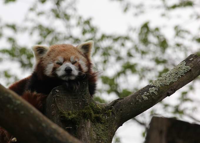 Sleeping Red Panda on a Branch