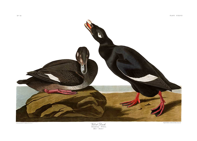The Birds of America - Velvet Duck