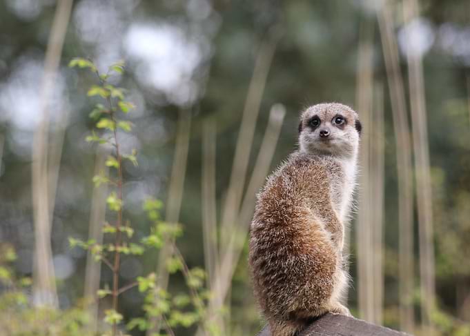 Meerkat Portrait in Natural Setting