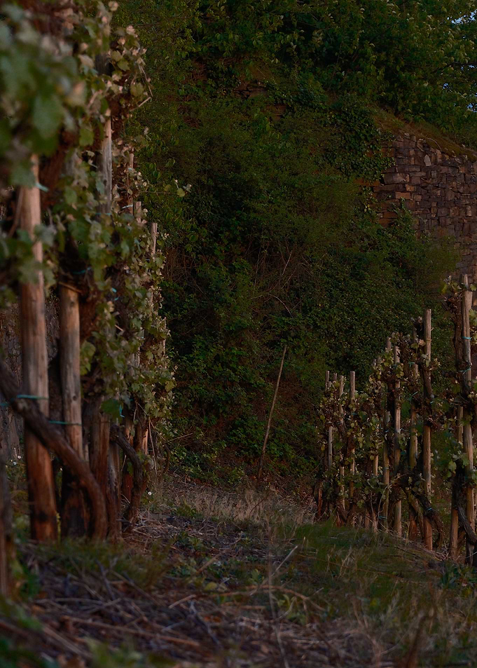 Vineyard Path