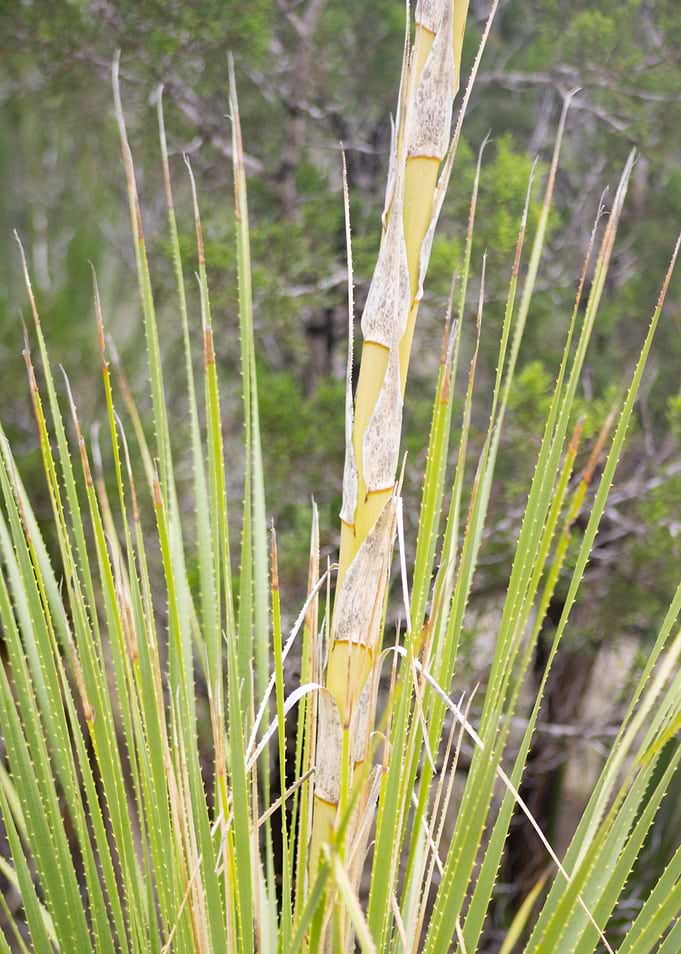 Texas sotol plant close-up