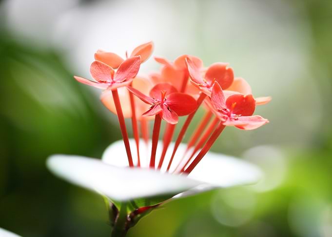 Ixora Flower Close-Up