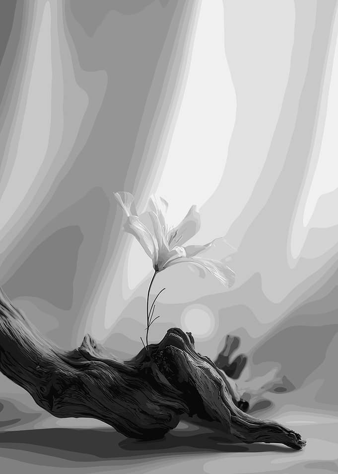 Monochrome Flower on Driftwood Still Life