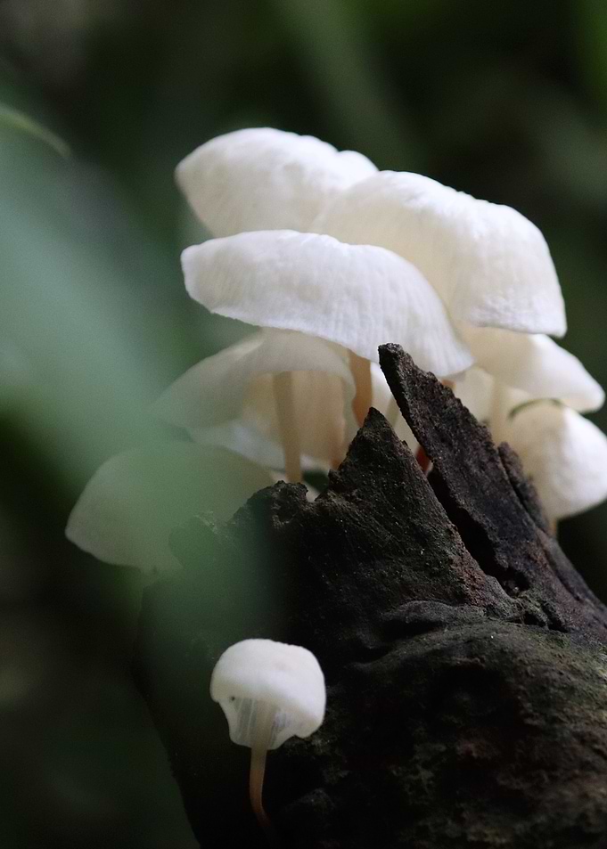White Mushrooms on a Log