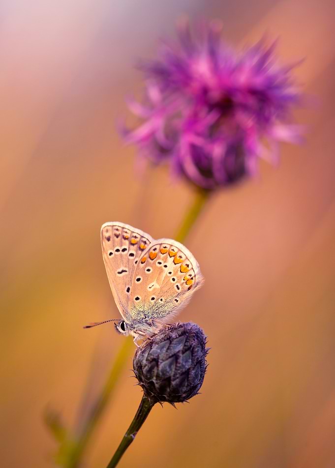 Butterfly on Thistle Flower