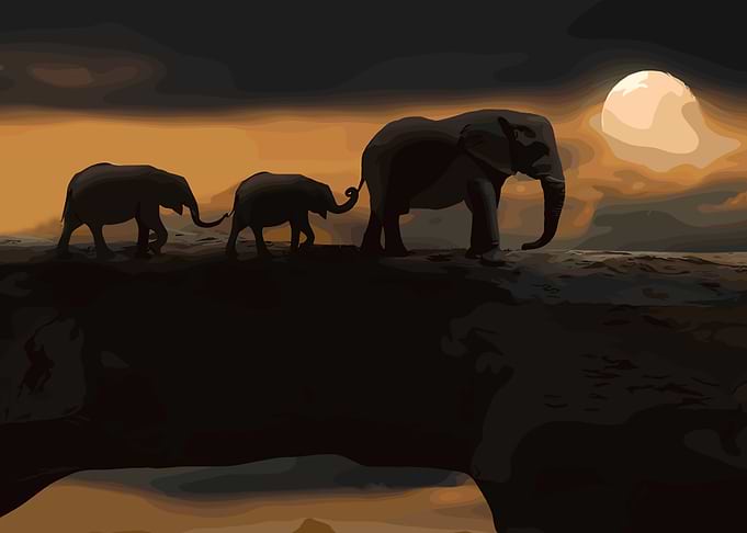 Elephant Family Silhouette at Sunset