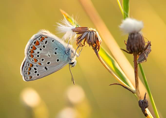 Butterfly on a Dried Flower