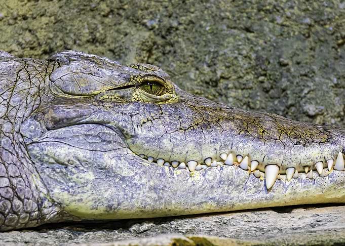 Crocodile Close-Up