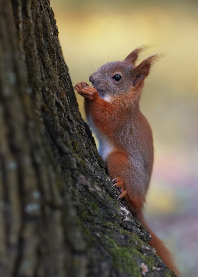 Squirrel on Tree Trunk Eating