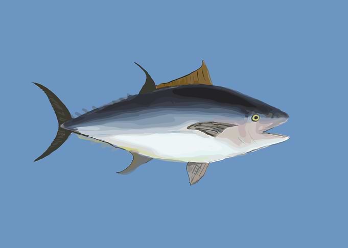 Tuna Fish Illustration