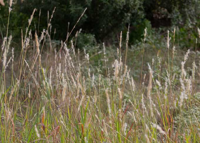 Field of Tall Grasses
