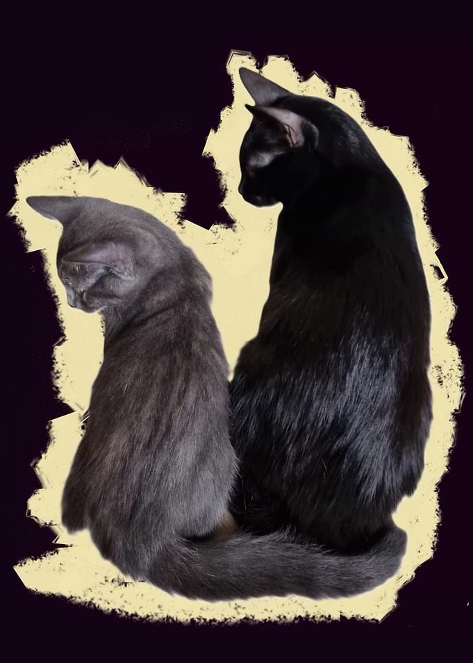 Two Cats Together