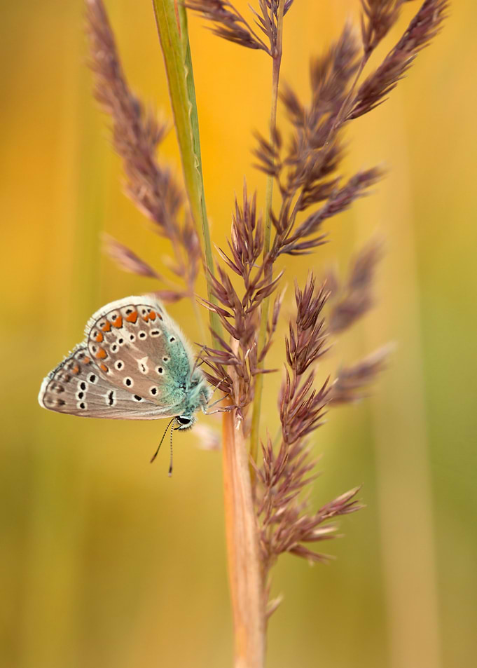 Butterfly on Grass