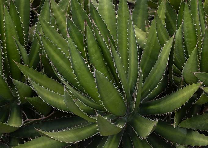 Mexican Agave Plant Close-Up