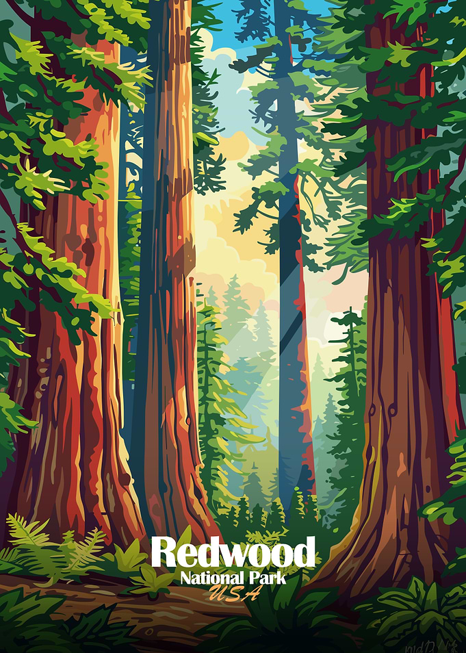 Redwood National Park Illustration