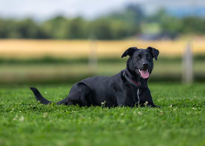 Black Dog Relaxing on Green Grass