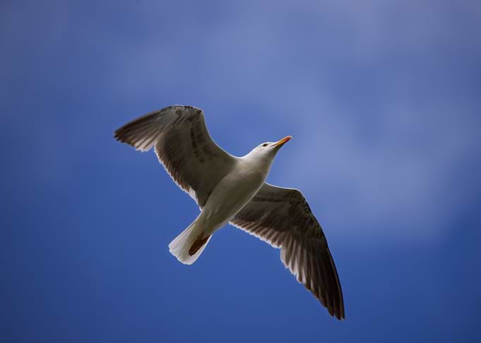Seagull in flight against blue sky