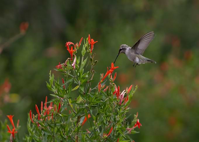 Hummingbird and Firecracker Plant