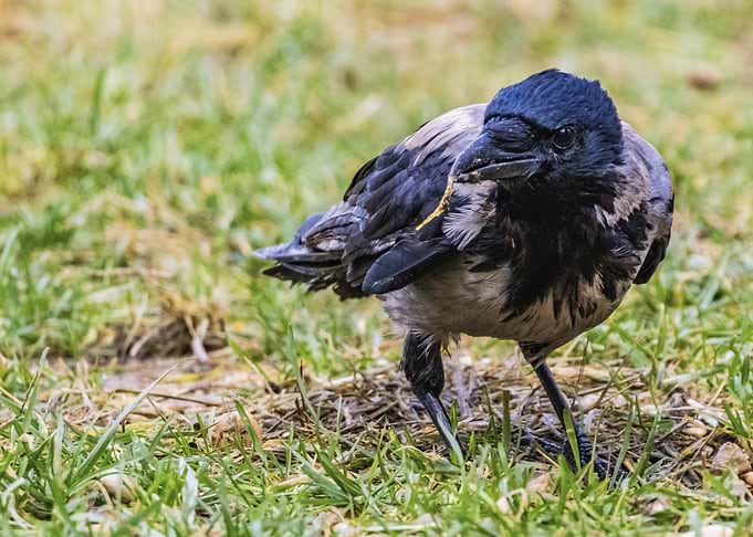 Hooded Crow (Corvus cornix) on Grass