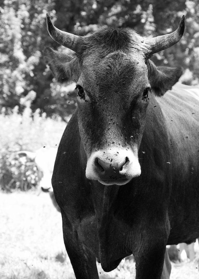 Monochrome Cow Portrait