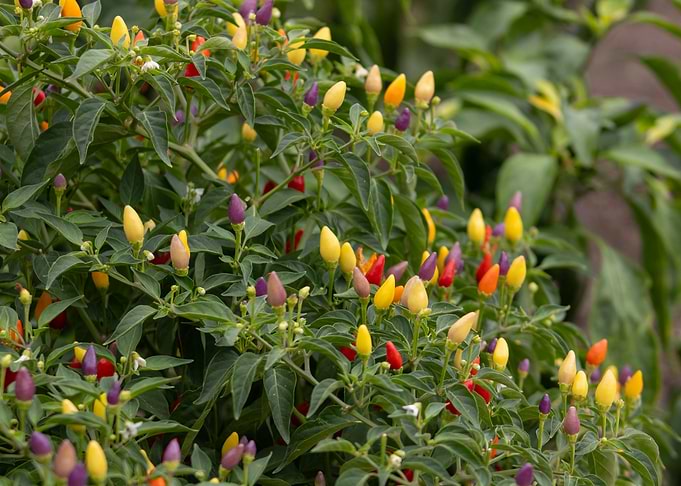 Ornamental Pepper Plant with Colorful Peppers