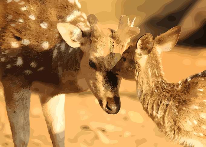 Spotted Deer Mother and Fawn