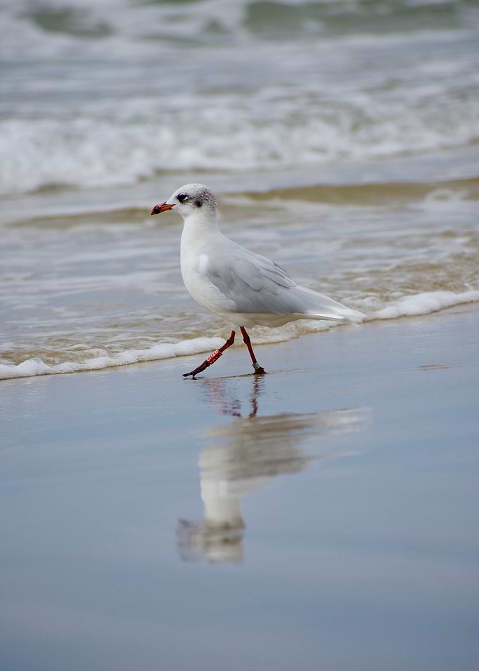 Seagull walking on the beach