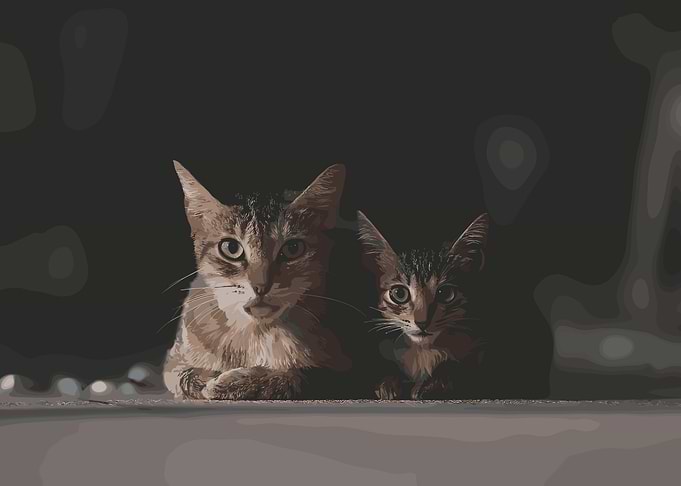 Two Cats Portrait