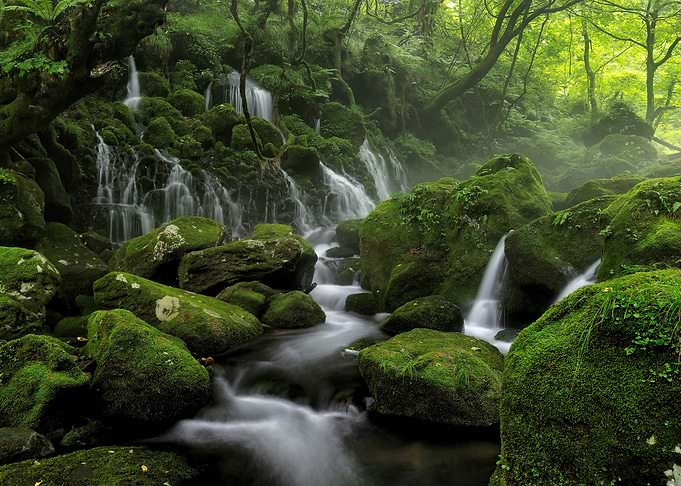 Lush Mossy Forest Waterfall Scene