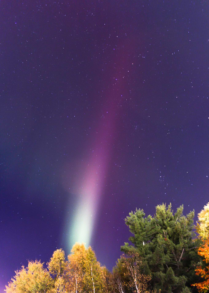 Aurora Borealis over Trees at Night