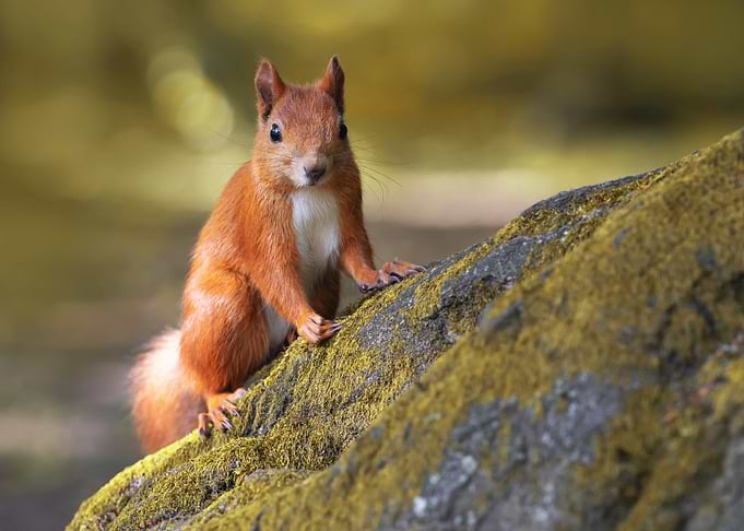 Red Squirrel on Mossy Rock