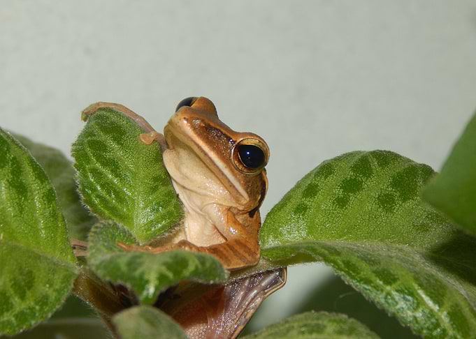 Frog on Green Leaves